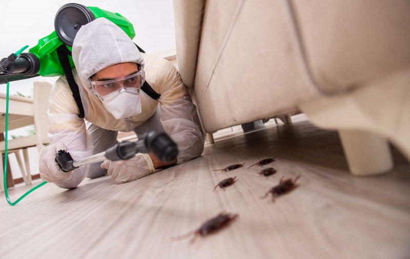 Hamam Böceği, Fare, Pire ve Tahta Kurusu İlaçlaması