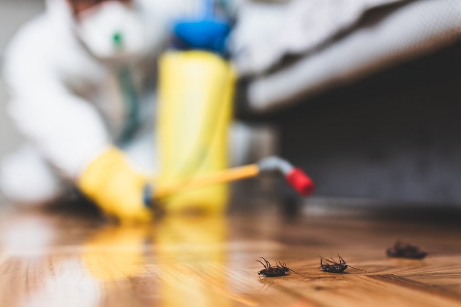 Ev ve İş Yerlerinde Haşere Sorunları ve Profesyonel Çözümler