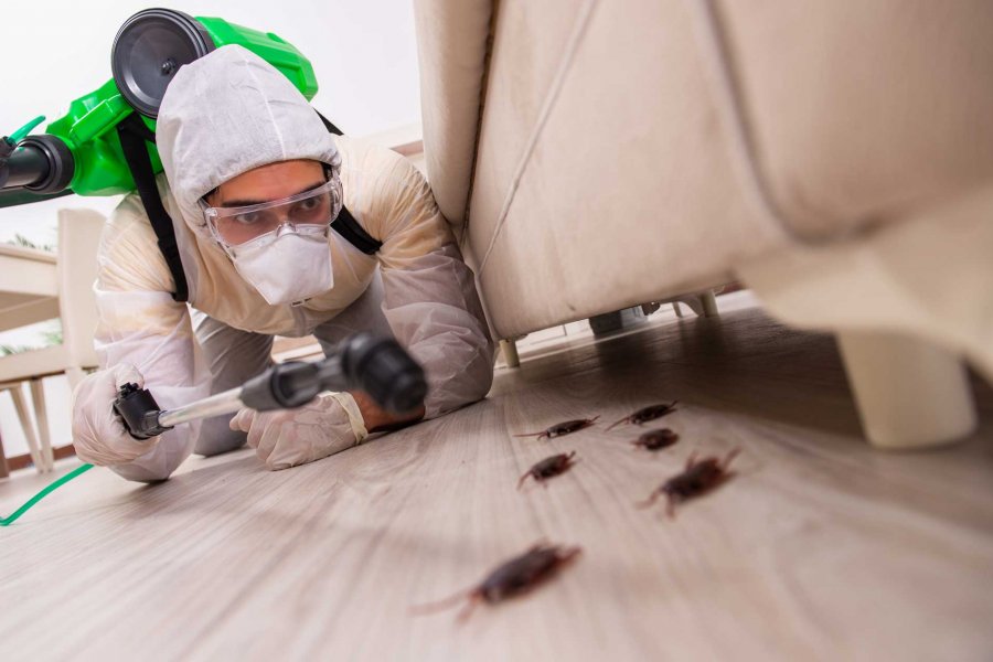 Hamam Böceği, Fare, Pire ve Tahta Kurusu İlaçlaması